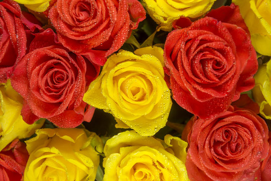 Roses - yellow and red