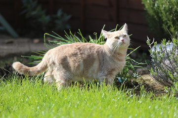 Ginger female cat playing in a garden