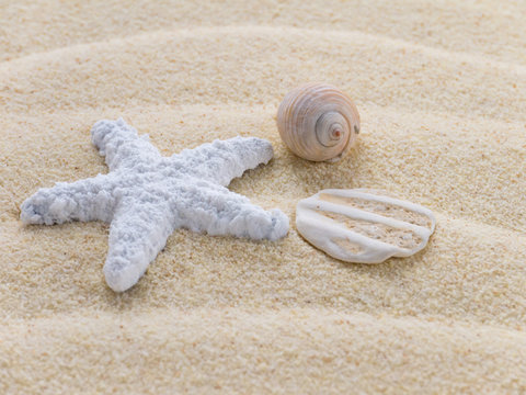 White starfish and two seashells