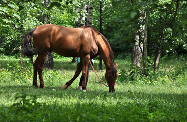 horse in a forest glade.