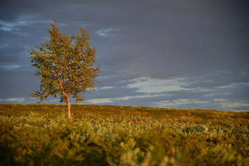 kungsleden lappland schweden nationalpark sweden nordic scenery 5