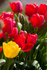 Obraz premium Tulips outside