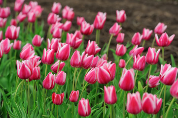 Tulips in spring field