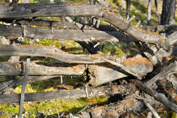 Fototapeta premium The old fence covered with moss.