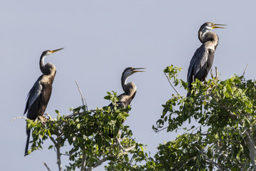 Oriental Darter