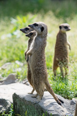 Fototapeta premium ミーアキャットのポートレート