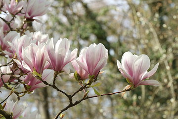 Magnolienblüten im Frühling, Magnolia soulangiana