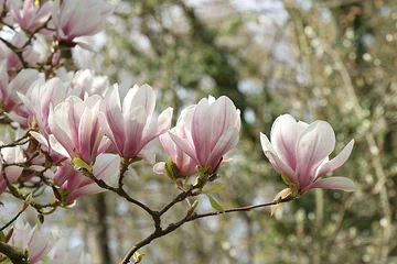 Foto op Canvas Magnolienblüten im Frühling, Magnolia soulangiana © evbrbe