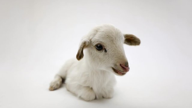 little sheep on a white background