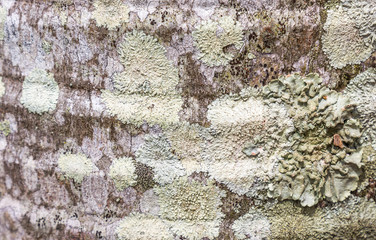 Líquen no tronco de palmeira.
