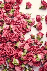 Photo sur Plexiglas Roses Roses roses. Photo ancienne