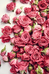 Obraz premium Pink roses. Vintage photo