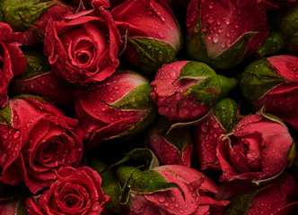 Czerwone róże z kroplami wody - obrazy, fototapety, plakaty