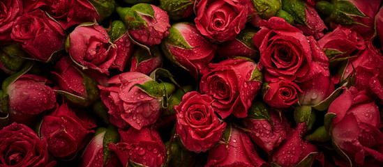 Roses with drops of water - obrazy, fototapety, plakaty