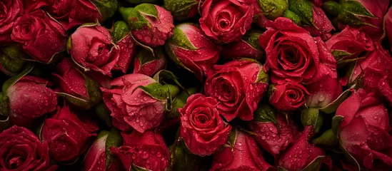 Abwaschbare Fototapete Rosen Rosen mit Wassertropfen