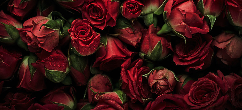 3,317,610 BEST Roses IMAGES, STOCK PHOTOS & VECTORS | Adobe Stock