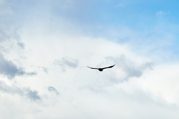 Flying bird in sky