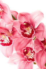 Orchid flowers