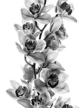Fototapeta Orchid flowers