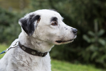 Hundekopf mit Halsband- draussen- outdoor