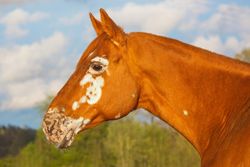 Portrait of bay horse in full growth