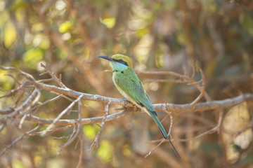 Green Bee-Eater Isolated