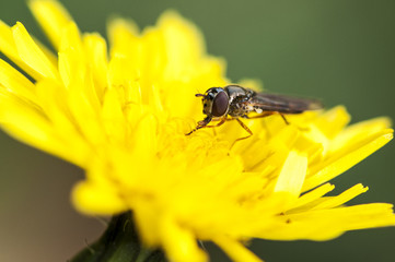 Syrphe 