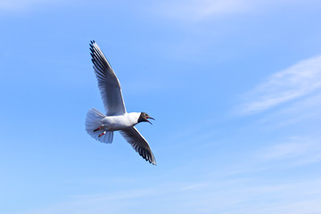 Gull flattened wings