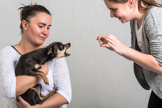 Pinscher Dog Defend The Owner