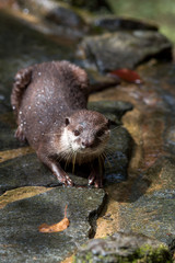 カワウソのポートレート