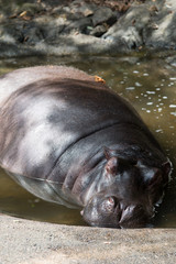 カバのポートレート