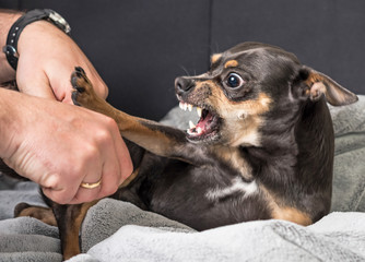 Agression de petit chien