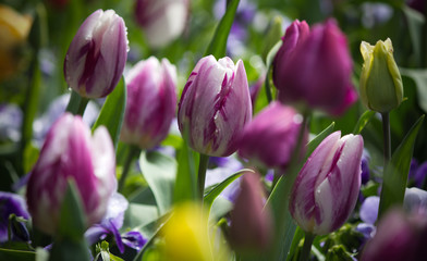 Obraz na płótnie Canvas Beautiful white purple striped tulip in a natural garden environment