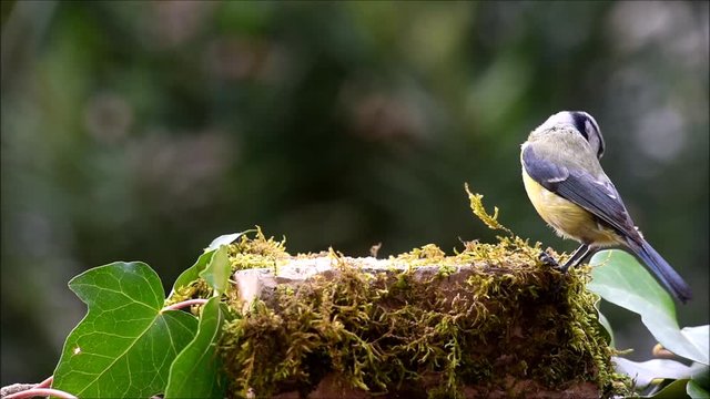 Blue Tit bird fedding on small rock
