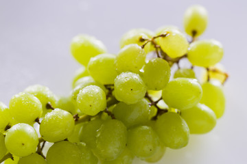 Bunch of grapes with water drops
