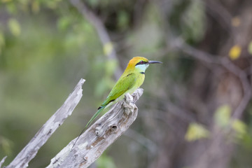 Green Bee-Eater Isolated