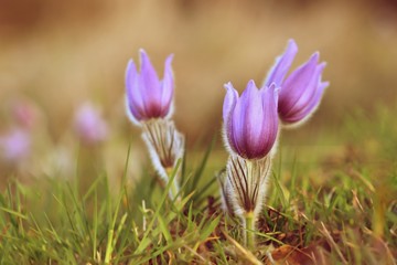 Obraz premium Beautiful purple little furry pasque-flower. (Pulsatilla grandis) Blooming on spring meadow at the sunset.