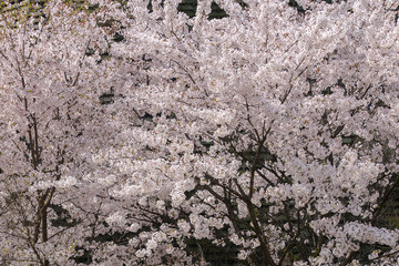 sakura