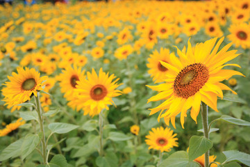 ヒマワリの花