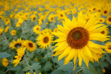 Fototapeta premium ヒマワリの花