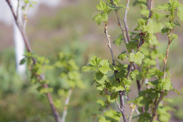 Currant is opening its buds