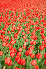 Fototapeta na wymiar Beautiful bouquet of red tulips