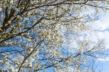 Springtime blooming plum tree branch