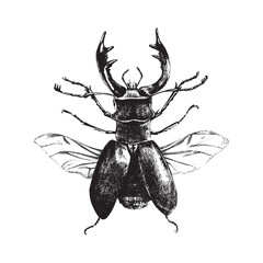 Hand drawn deer beetle