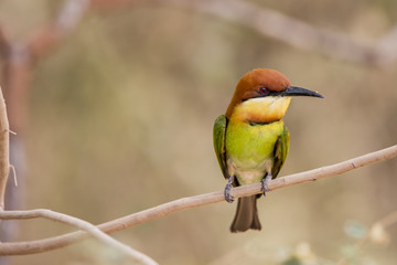 Chestnut Bee Eater Isolated
