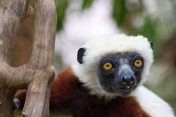 Lémurien Propithèque de Coquerel mangeant