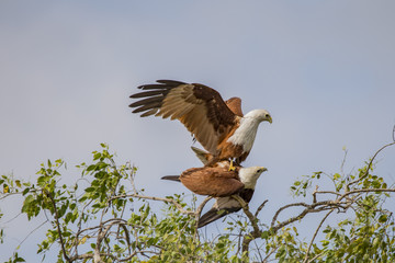 Two Brahminy Kites (Eagles) mating