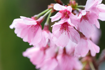 桜の花