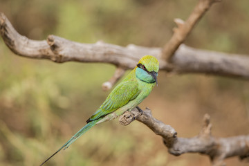 Green Bee-Eater Isolated