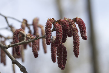 Spring landscape with a blossoming alder in the background of cl